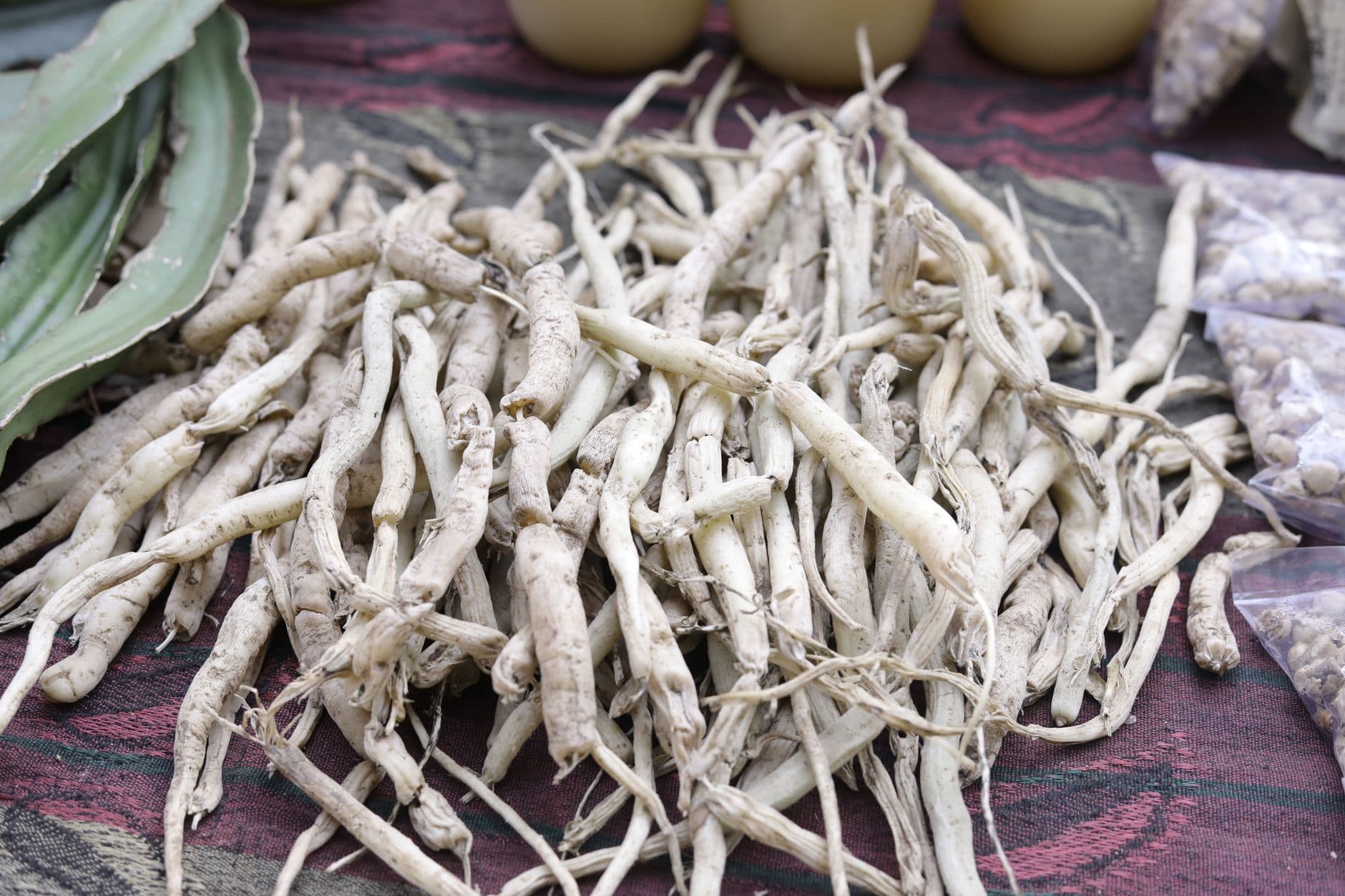 Black Ginger Rhizome Extract